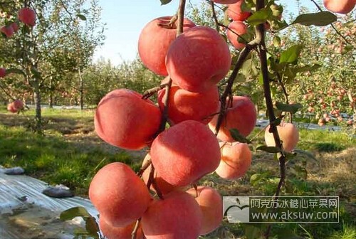 我们的新疆阿克苏苹果红了