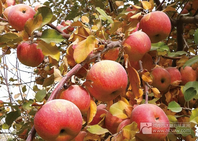 红旗坡苹果有何“大不同”