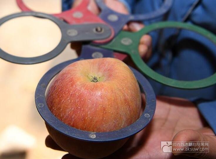 以果重代替果径 阿克苏苹果分级有了新标准