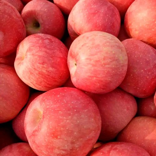 2020年红富士苹果多少钱一斤？春节前后红富士苹果行情分析(图1)