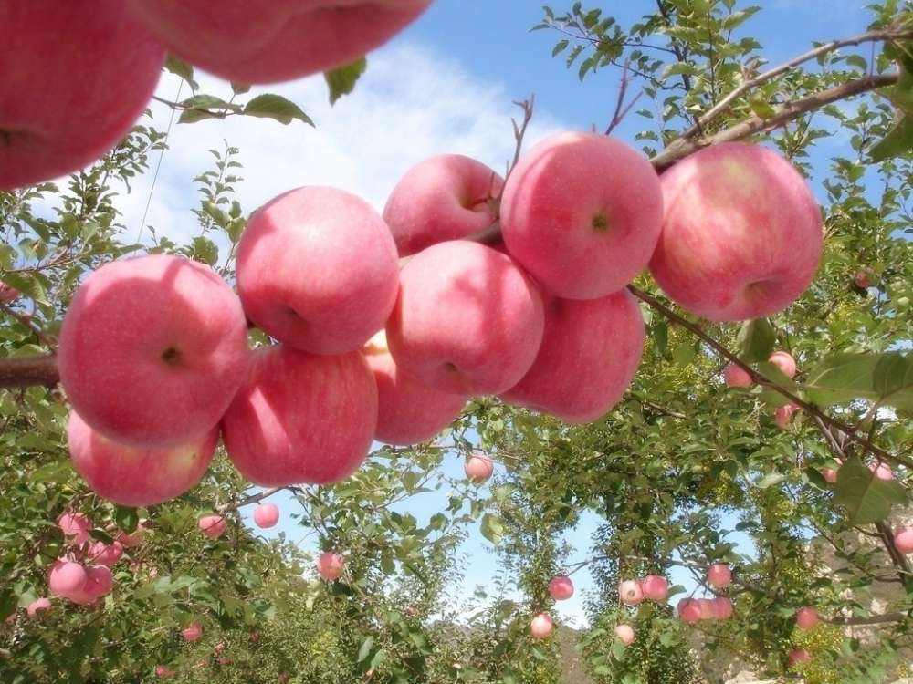 六大因素分析苹果价格走势，苹果价格有无底线？