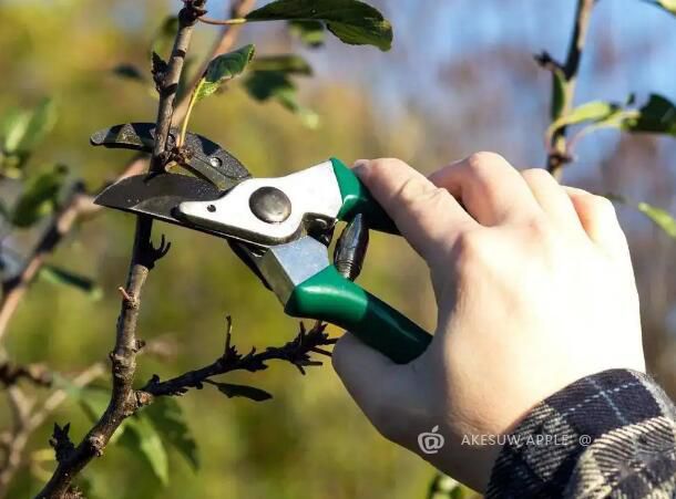 阿克苏苹果田间管理抹芽，剪枝技巧