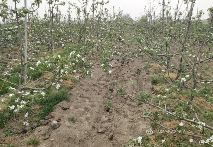 苹果园生草有利增产吗？苹果园生草的好处