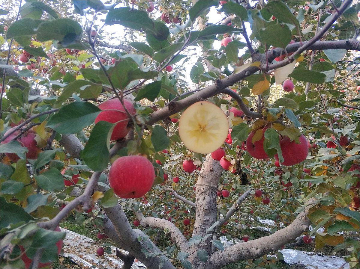 阿克苏冰糖心苹果“冰糖心”细节三(图1)