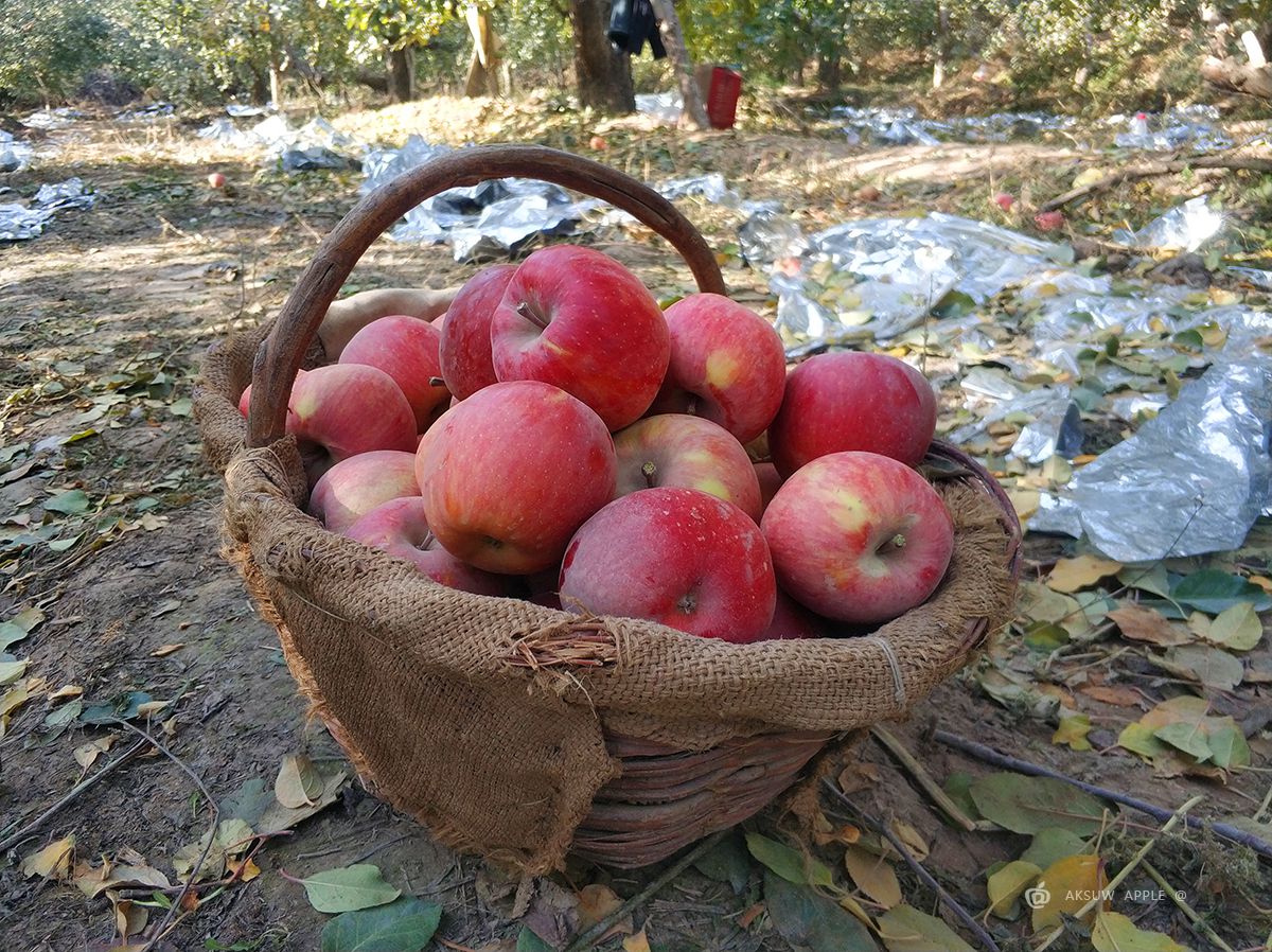 阿克苏冰糖心苹果外观(图10)